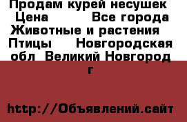 Продам курей несушек › Цена ­ 350 - Все города Животные и растения » Птицы   . Новгородская обл.,Великий Новгород г.